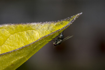 Fly standing on a leaf
