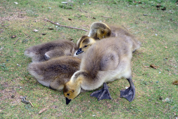 Canadian goose chicks at Duddingston Loch, Scotland
