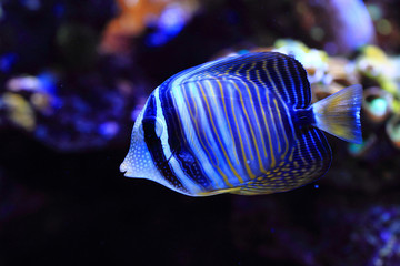 Fototapeta na wymiar exotic sea fish