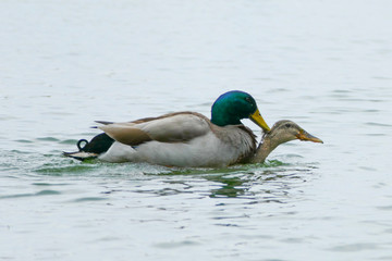 交尾中の鴨