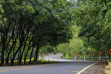 The road between green trees.