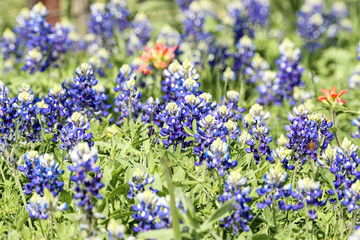 Obraz premium Bluebonnet field