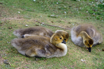 Canadian goose chicks at Duddingston Loch, Scotland