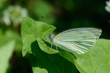 モンシロチョウ
