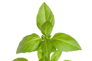 Branch of basil herb leaves isolated on white background