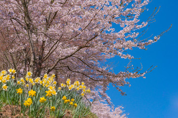 新倉山浅間公園の春2017