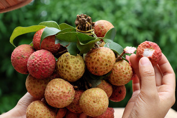 bunch of litchi fruit or lychee fruits © xuanhuongho