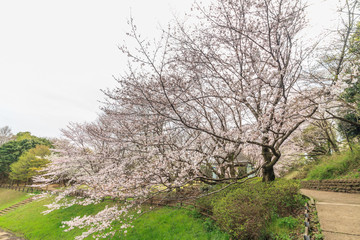春の公園の風景