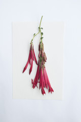 Herbarium 