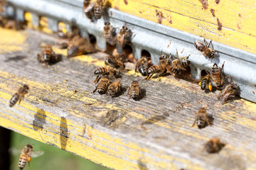 The bees at front hive entrance close-up