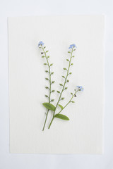 Herbarium 