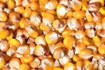 Dried corn as a background. Top view