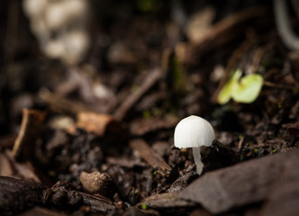 Tiny White Capped Hawaiian Mushroom