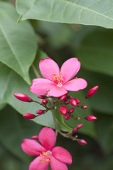 テイキンザクラ