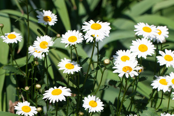 Fototapeta premium Blooming Chamomile flowers on a meadow in summer. Background