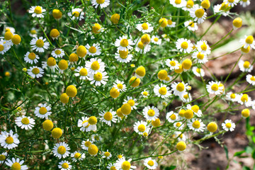 Blooming Chamomile flowers on a meadow in summer. Background
