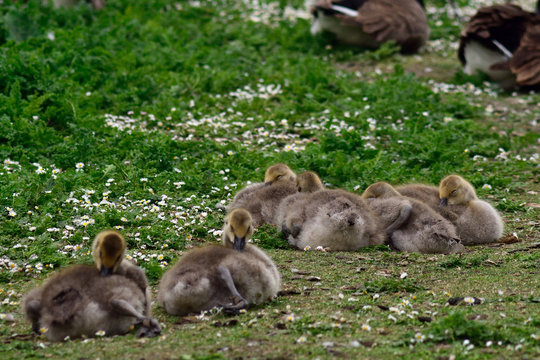 Canadian goose chicks at Duddingston Loch, Scotland
