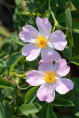 Pink rose hip flower on a bush close-up
