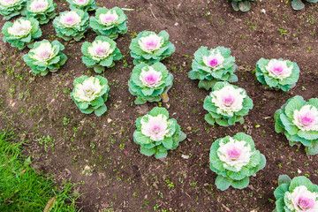 The flowering garden is purple cabbage.