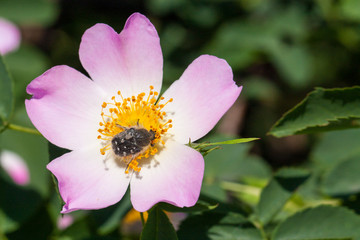 Pink rose hip flower on a bush close-up
