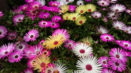 リビングストンデージー  Livingstone Daisy © hapiland