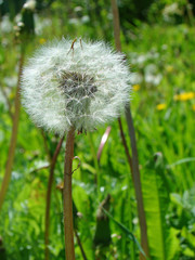 Dandelion close up