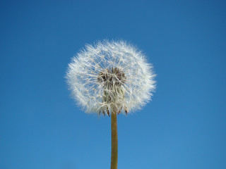 Dandelion against a blue sky background close up