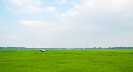 Fototapeta premium Beautiful landscape of green rice field with huts in north of Thailand in rainy season
