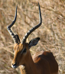 Impala Deer