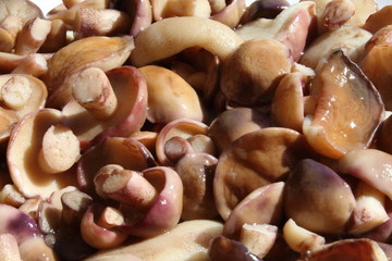 Pickled (salted) young mushrooms Suillus.