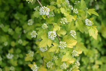 Flowering vesicle, Physocarpus