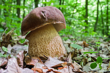 Boletus edulis growing in the forest