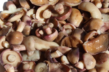 Pickled (salted) young mushrooms Suillus.