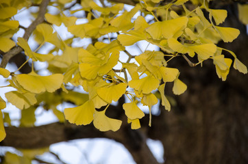Autumn yellow ginkgo leafs