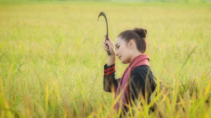 Women are harvesting rice in the fields and having rice plants in the background. Thai jasmine rice cultivation.