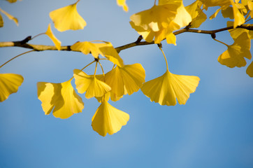 Obraz premium Autumn yellow ginkgo leafs