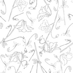 Aquilegia flower hand drawn graphic vector botanical illustration, doodle ink sketch isolated on white, contour style, line art for design pattern, greeting card, wedding invitation, cosmetic template