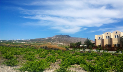 The cultivation of low-growing grapes on Santorini