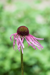 Echinacea pallida, pale purple cornflower
