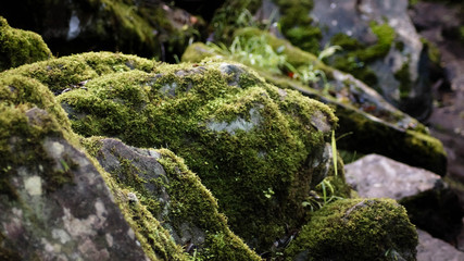 Green moss on stones