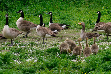 Canadian geese and a greylag goose at Duddingston Loch, Scotland
