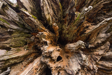 Photo of inside view of fallen sequoia tree trunk