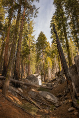 Photo of ancient sequoias in rocky valley, Mariposa Grove, Yosemite, CA