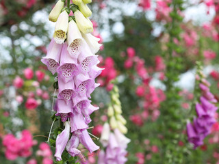Lush flowering lilac foxglove in the summer garden. © besklubova