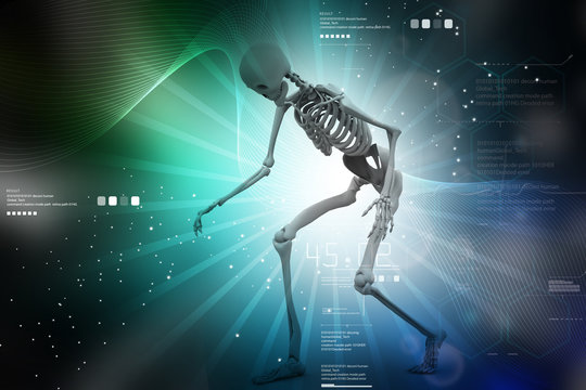 Human Skelton