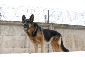 German shepherd dog is guarding an important object