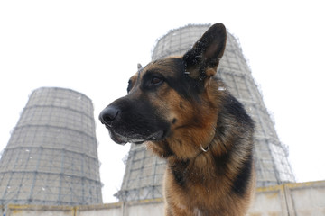 German shepherd dog is guarding an important object