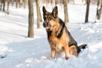 Dog german shepherd in a winter day