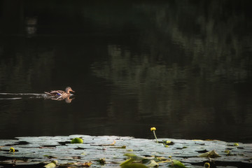 Duck in water
