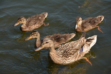 Ducks family in water
